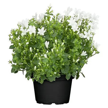 Piardino  Glockenblume