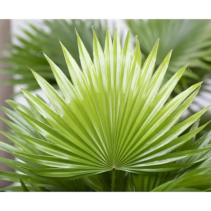 Piardino FächerpalmeLivistona chinensis, Topfgröße: 24 cm - Nahaufnahme eines grünen Fächers einer Zwergpalme, die ihre strahlenförmigen Blätter und lebendige Farbe zeigt.