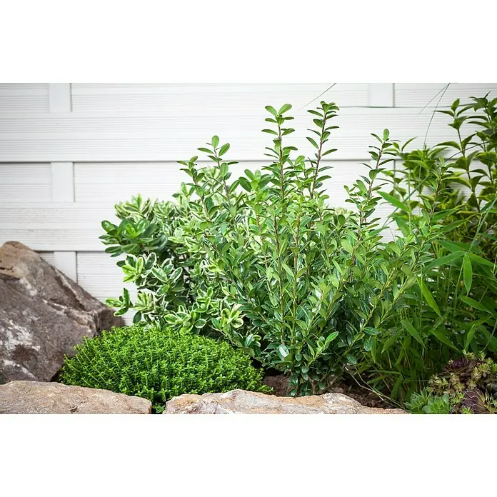 Piardino Strauchveronika - Hebe x andersonii 'Green Boys', Topfgröße: 12 cm - Gartenanlage mit immergrünen Pflanzen und Steinen vor einer weißen Holzwand. Die grünen Pflanzen bieten einen natürlichen und ruhigen Kontrast.