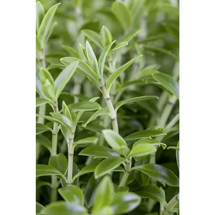 Piardino StrauchveronikaHebe x andersonii 'Green Boys', Topfgröße: 12 cm - Nahaufnahme einer grünen Heckenpflanze. Die kleinen, glänzenden Blätter und zarten Triebe zeigen die Frische und das dichte Wachstum dieser Pflanze.