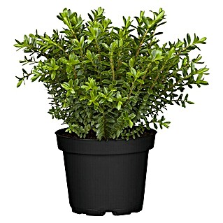Piardino Strauchveronika (Hebe x andersonii 'Green Boys', Topfgröße: 12 cm)
