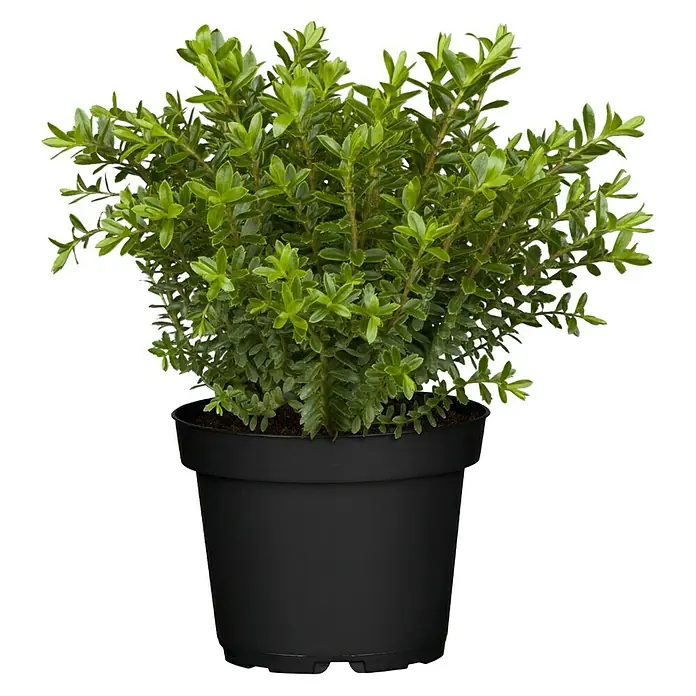Piardino Strauchveronika - Hebe x andersonii 'Green Boys', Topfgröße: 12 cm - Die grüne Heckenmyrte 'Maigrün' im schwarzen Topf ist eine attraktive, immergrüne Pflanze, perfekt für Gärten und Innenräume.