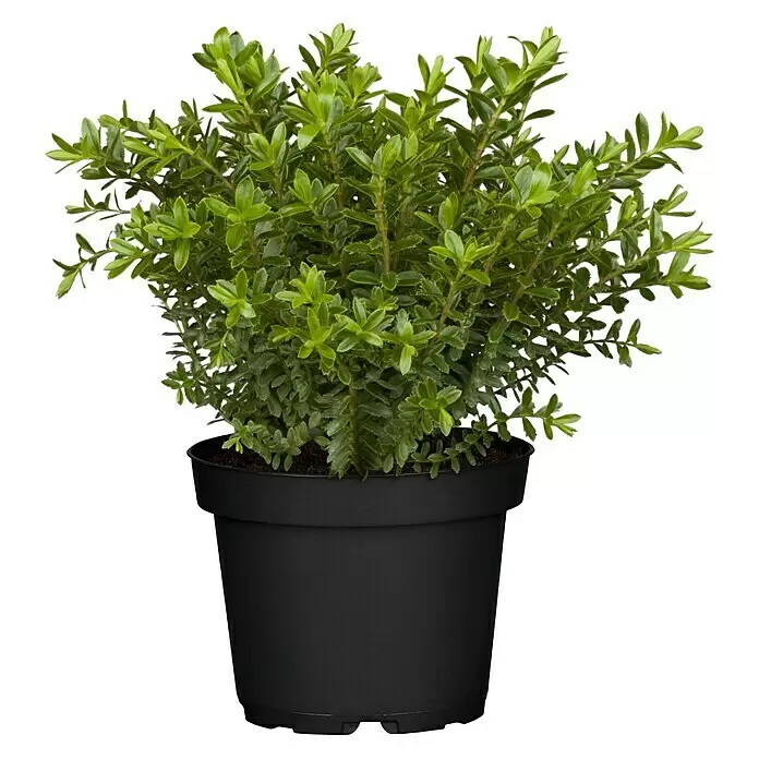 Piardino StrauchveronikaHebe x andersonii 'Green Boys', Topfgröße: 12 cm