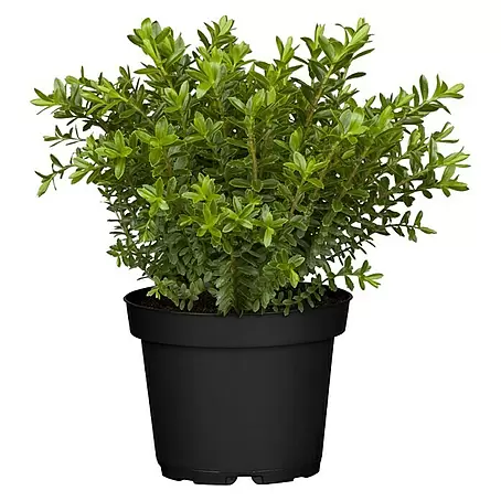Piardino  Strauchveronika