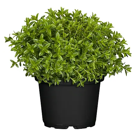 Piardino Strauchveronika