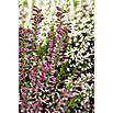 Besenheide (Topfgröße: 10 cm, Mehrfarbig)