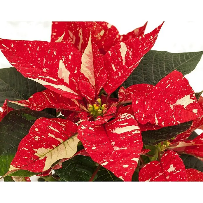 Piardino Weihnachtsstern - Euphorbia pulcherrima Sonora White Glitter, Rot/Weiß, Topfgröße: 13 cm - Nahaufnahme einer roten und weißen gesprenkelten Poinsettie, die ihre einzigartige Farbgebung und Textur hervorhebt.
