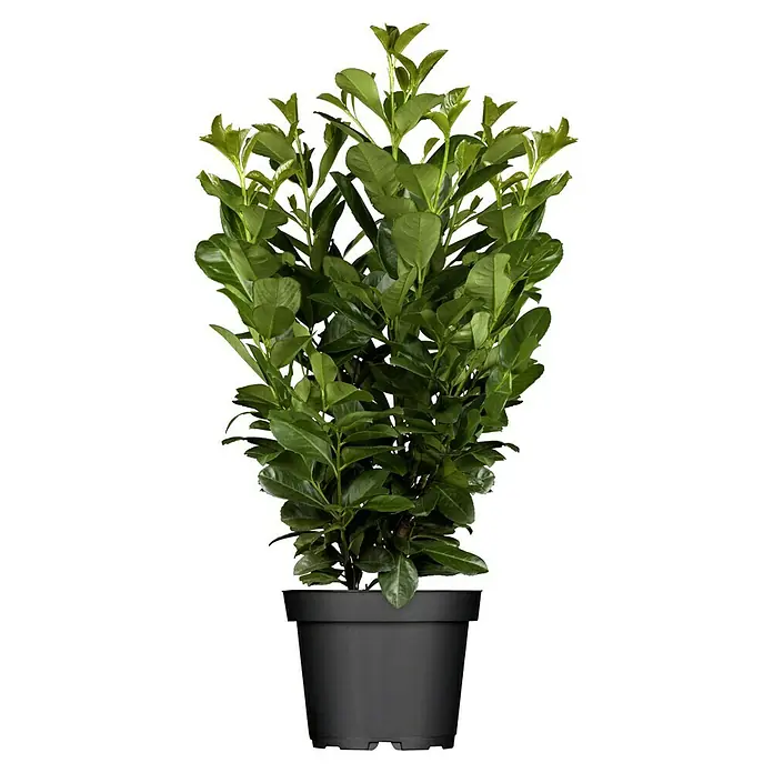 Blauregen (Wisteria, Topfgre: 7,5 l, Sortenabhngig) | BAUHAUS