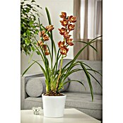 Cymbidium 12  2 Triebe i.F. gem.