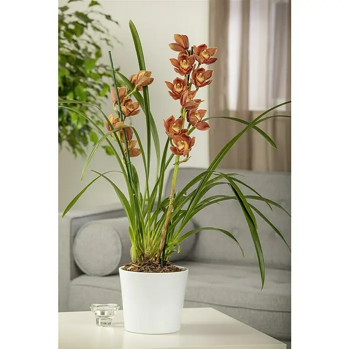 Piardino KahnorchideeCymbidium, Sortenabhängig - Nahaufnahme einer Cymbidium-Orchidee in einem weißen Topf, die die warmen Farbtöne und die elegante Form der Blüten hervorhebt.