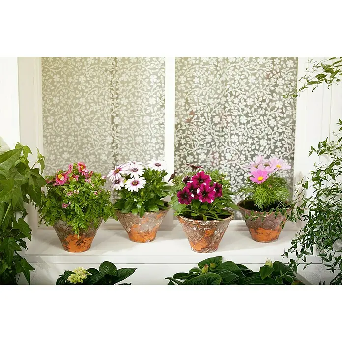 Piardino Kapkörbchen - Osteospermum ecklonis, Topfgröße: 14 cm, Sortenabhängig - Blumenfensterbrett mit vier Tontöpfen, die mit üppigen, farbenfrohen Blüten bepflanzt sind, die eine idyllische und natürliche Atmosphäre schaffen.