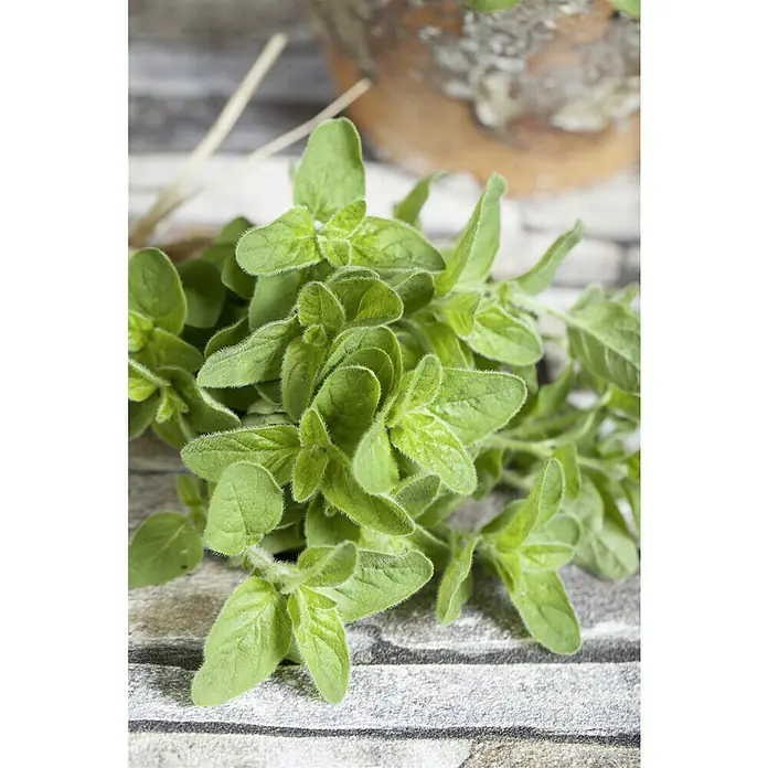 Piardino Oregano - Origanum vulgare - Nahaufnahme von frischem Oregano, der auf einer gemusterten Oberfläche liegt, mit einem Topf im Hintergrund.