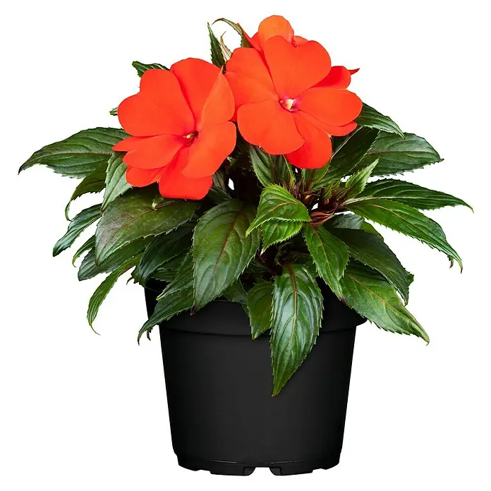 Piardino Edellieschen - Impatiens neuguinea, Topfgröße: 13 cm, Sortenabhängig - Eine Topfpflanze mit leuchtend roten Blüten und dunkelgrünen Blättern, die in einem schwarzen Topf auf einem hellen Untergrund steht.