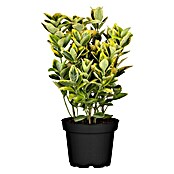 Piardino Spindelstrauch (Euonymus fortunei, Topfgröße: 9 cm, Blattfarbe: Artenabhängig)