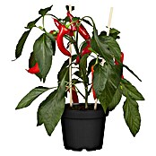 Piardino Peperoni (Capsicum peperomia, Topfgröße: 14 cm)