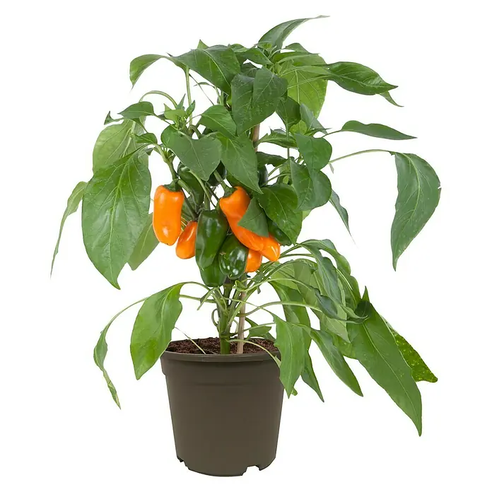 Piardino Paprika - Capsicum annuum, 14 cm, Erntezeit: Juli - Eine kompakte Chili-Pflanze in einem Topf, mit grünen Blättern und einer Mischung aus orangefarbenen und grünen Chilis.