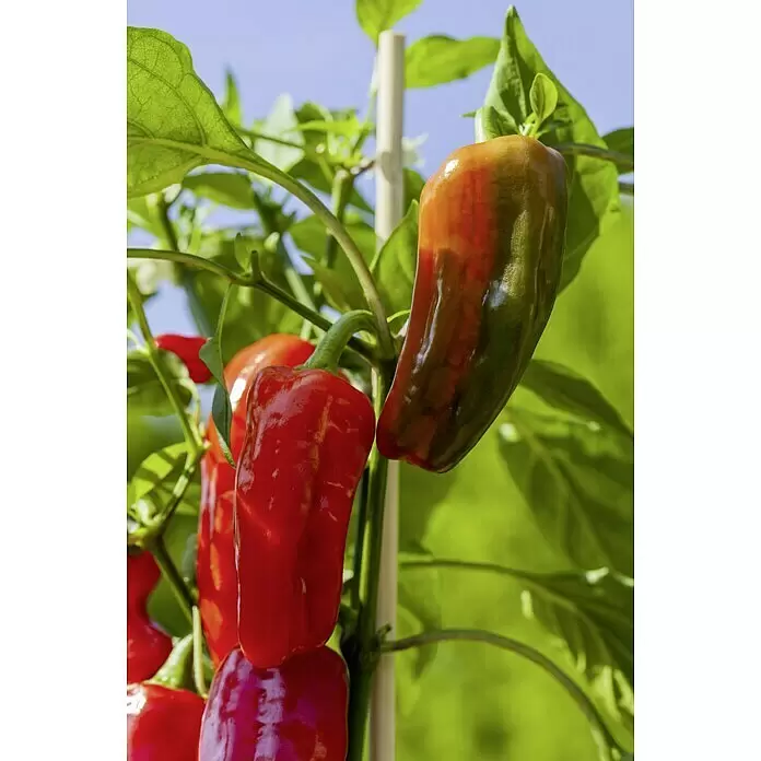 Piardino Paprika - Capsicum annuum, 14 cm, Erntezeit: Juli - Stimmungsaufnahme