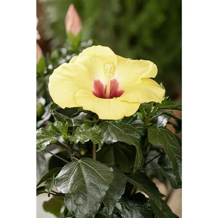 Piardino Garteneibisch - Hibiscus rosa-sinensis, Topfgröße: 13 cm, Sortenabhängig - Nahaufnahme einer gelben Hibiskusblüte mit einem roten Zentrum, umgeben von glänzenden, dunkelgrünen Blättern und Knospen.