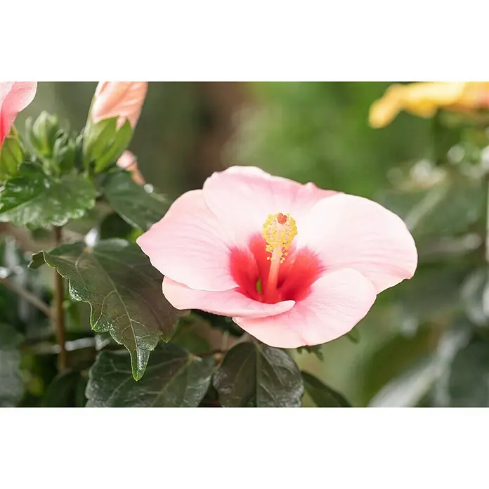 Piardino Garteneibisch - Hibiscus rosa-sinensis, Topfgröße: 13 cm, Sortenabhängig - Nahaufnahme einer rosa Hibiskusblüte mit einem roten Zentrum und gelben Staubgefäßen, umgeben von grünen Blättern.