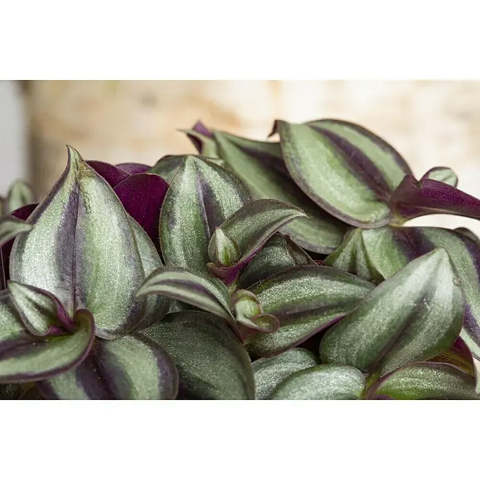Piardino Zebrakraut Ampel - Tradescantia zebrina, Topfgröße: 18 cm, Grün/Weiß - Nahaufnahme einer Tradescantia zebrina, auch bekannt als Zebrakraut, mit ihren markanten gestreiften Blättern und violetten Unterseiten.