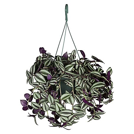 Piardino Zebrakraut Ampel (Tradescantia zebrina, Topfgröße: 18 cm, Grün/Weiß)