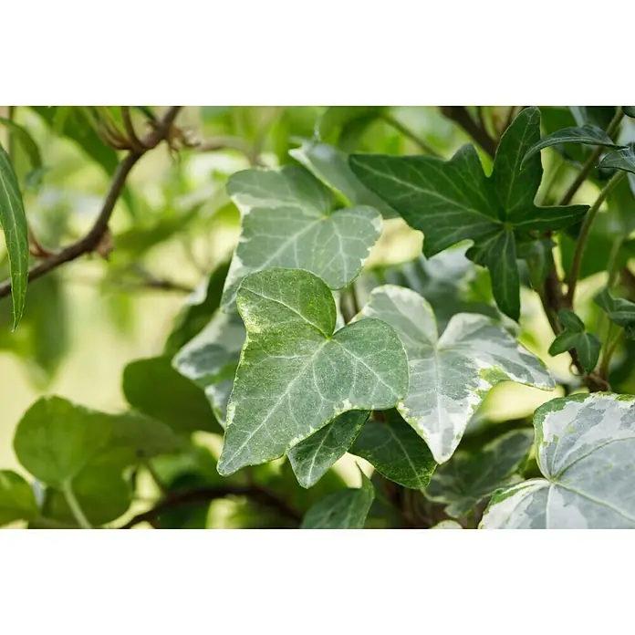 Piardino Efeu - Hedera helix, Topfgröße: 18 cm - Nahaufnahme von grün-weiß gefleckten Efeublättern, die eine üppige und natürliche Textur zeigen. Die Blätter sind ein dekoratives Element für Innen- und Außenbereiche.