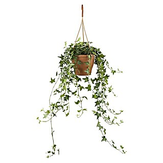 Piardino Efeu (Hedera helix, Topfgröße: 18 cm)