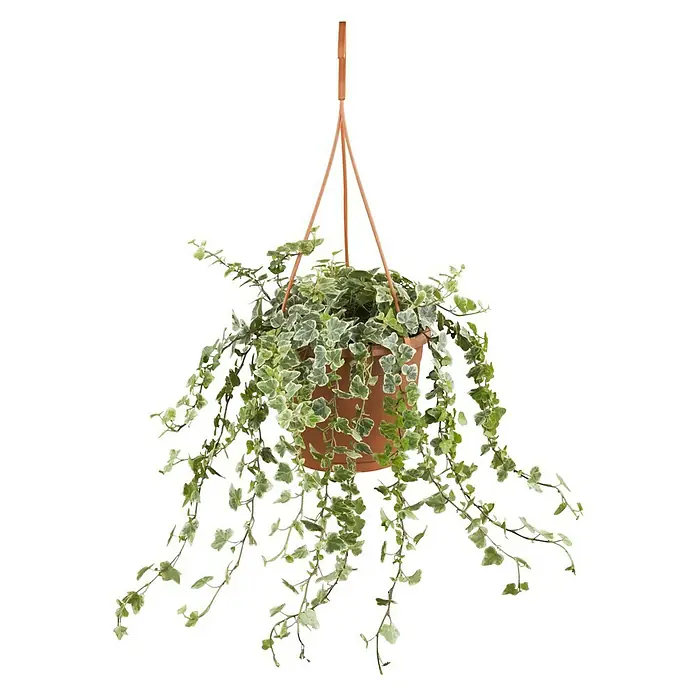 Piardino Efeu - Hedera helix, Topfgröße: 18 cm - Hängepflanze mit grün-weißen Blättern in einem Terrakotta-Topf an einer braunen Aufhängung, vor einem schwarzen Hintergrund.