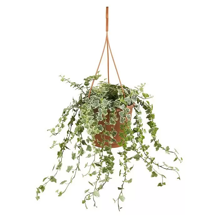 Piardino EfeuHedera helix, Topfgröße: 18 cm