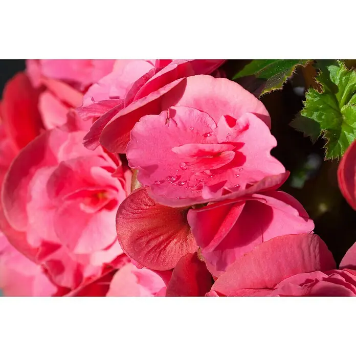 Piardino Begonie - Begonia elatior, Topfgröße: 14 cm, Rosa - Nahaufnahme von leuchtend rosa Begonienblüten mit zarten Wassertröpfchen auf den Blütenblättern, die ihre Schönheit hervorheben.
