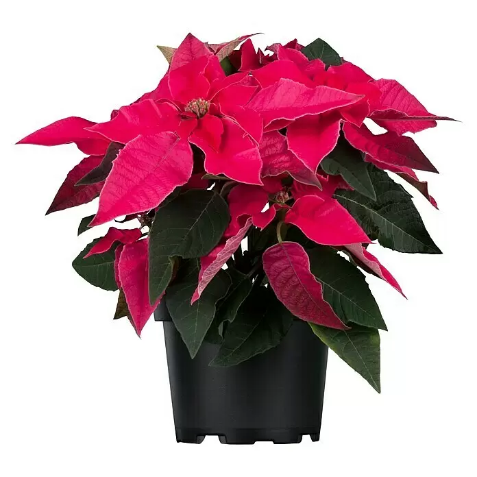 Piardino Weihnachtsstern - Euphorbia pulcherrima Princettia, Topfgröße: 12 cm, Sortenabhängig - Vorderansicht