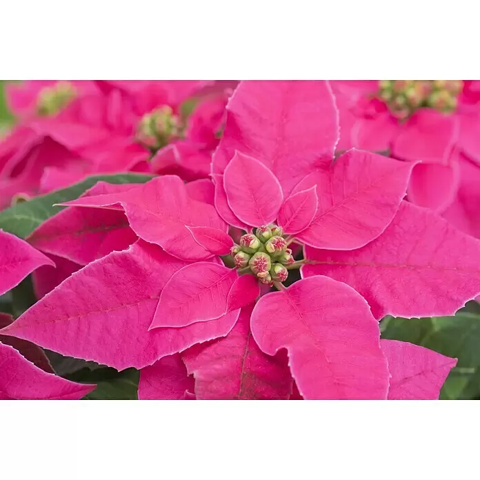 Piardino Weihnachtsstern - Euphorbia pulcherrima Princettia, Topfgröße: 12 cm, Sortenabhängig - Stimmungsaufnahme