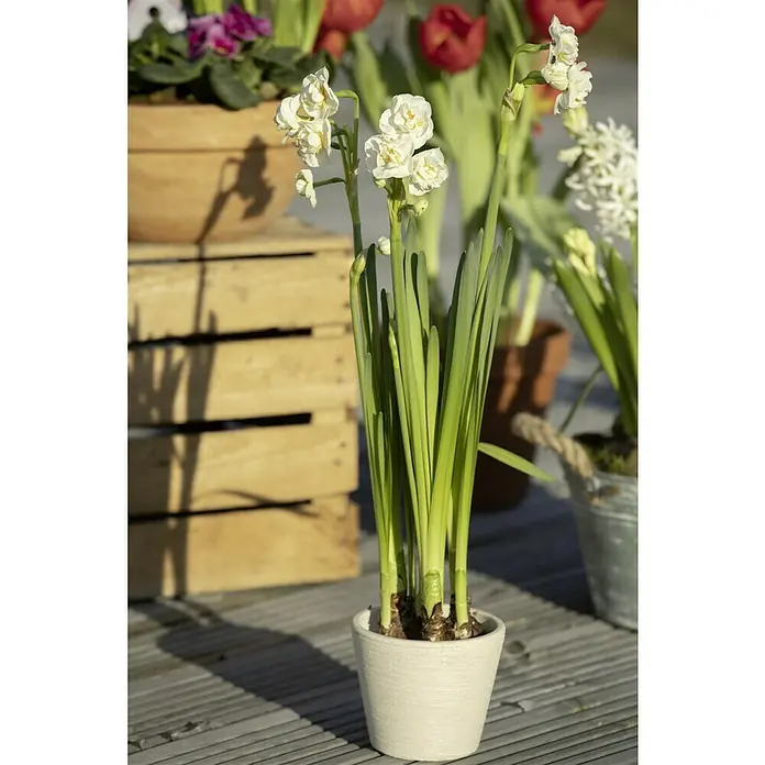Piardino Frühlingsblumenzwiebeln Narzisse - Narcissus 'Bridal Crown' - Nahaufnahme einer Topfpflanze mit weißen Narzissenblüten. Dekorative Frühlingsblüher für Zuhause und Garten.
