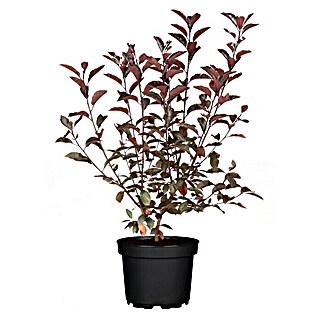 Piardino Zwerg-Blutpflaume (Prunus cistena)