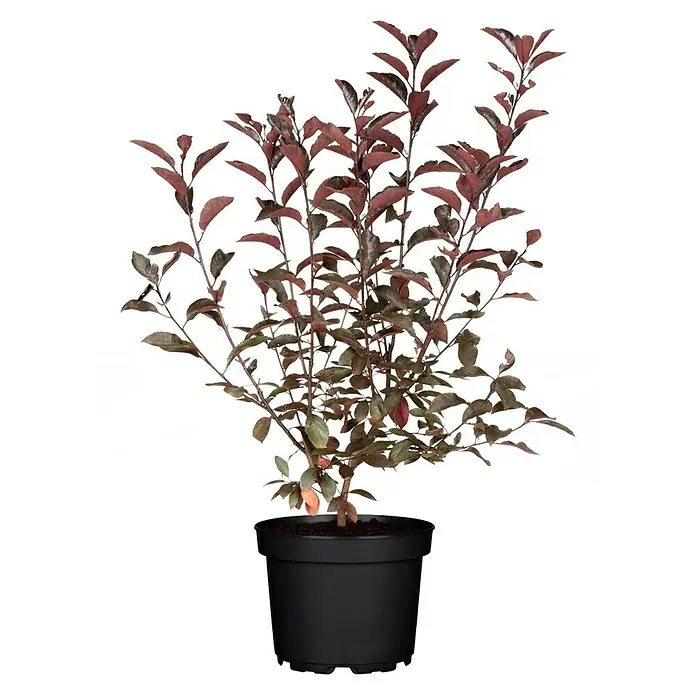 Piardino Zwerg-Blutpflaume - Prunus cistena - Ein kompakter Loropetalum chinense 'Burgundy' Strauch im Topf, der mit seinen burgunderroten Blättern einen farblichen Akzent setzt.