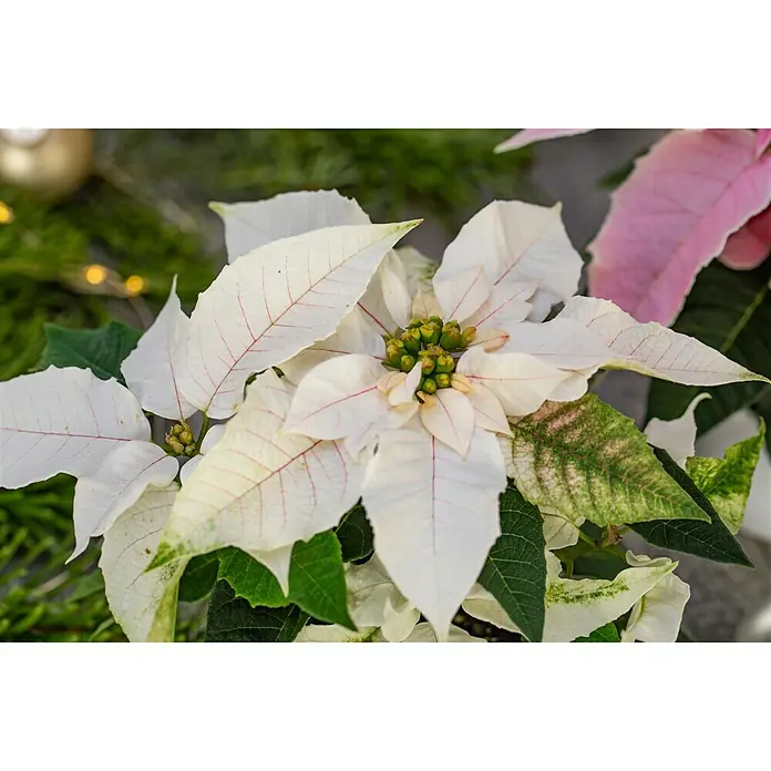 Piardino Weihnachtsstern - Euphorbia pulcherrima, Topfgröße: 6 cm - Nahaufnahme einer weißen Weihnachtssternblume mit roten Adern und grünen Blättern, festliche Dekoration im Hintergrund.