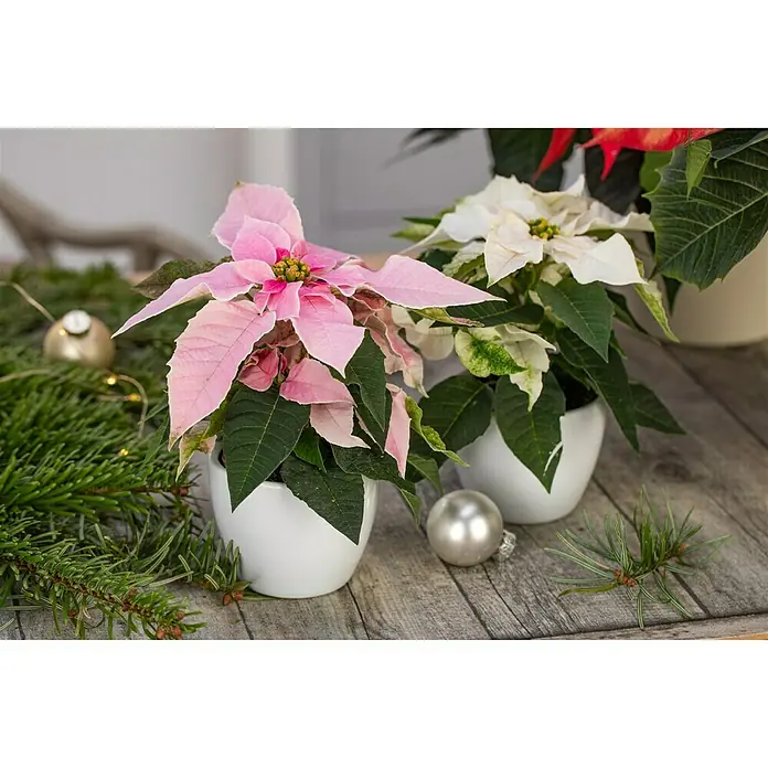 Piardino Weihnachtsstern - Euphorbia pulcherrima, Topfgröße: 6 cm - Nahaufnahme von rosa und weißen Weihnachtssternen in Töpfen, umgeben von Tannenzweigen und Weihnachtskugeln auf einem Holztisch.