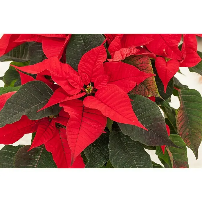 Piardino Weihnachtsstern Mini - Euphorbia pulcherrima, Rot, Topfgre: 6 cm  online kaufen bei BAUHAUS