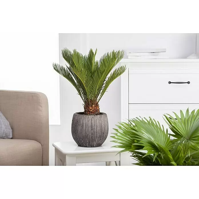 Piardino Palmfarn - Cycas revoluta, Topfgröße: 21 cm, Dunkelgrün - Stimmungsaufnahme