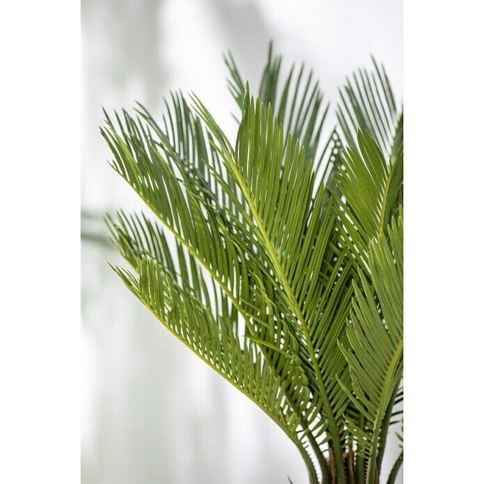 Piardino Palmfarn (Cycas revoluta, Topfgröße: 21 cm, Dunkelgrün)