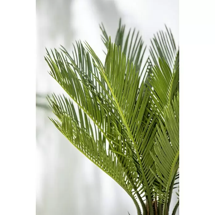 Piardino Palmfarn - Cycas revoluta, Topfgröße: 21 cm, Dunkelgrün - Stimmungsaufnahme