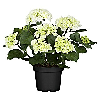 Piardino Bauernhortensie (Hydrangea macrophylla, Topfgröße: 13 cm, Weiß)