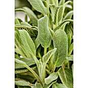 Piardino Echter Salbei Bio (Salvia officinalis, Topfgröße: 12 cm) | BAUHAUS