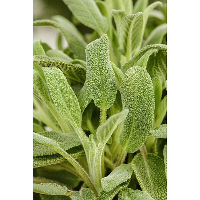 Piardino Echter Salbei BioSalvia officinalis, Topfgröße: 12 cm - Nahaufnahme von frischen Salbeiblättern, die ihre samtige Textur und grünen Farbnuancen hervorheben. Perfekt für kulinarische und dekorative Zwecke.