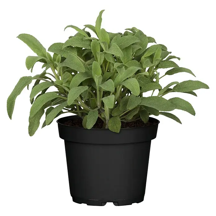 Piardino Salvia - Salvia officinalis, Tamaño de maceta: 12 cm - Primer plano de una planta de salvia en una maceta negra, destacando sus hojas verdes y la estructura densa de la planta.