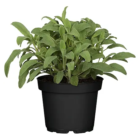 Piardino  Salvia