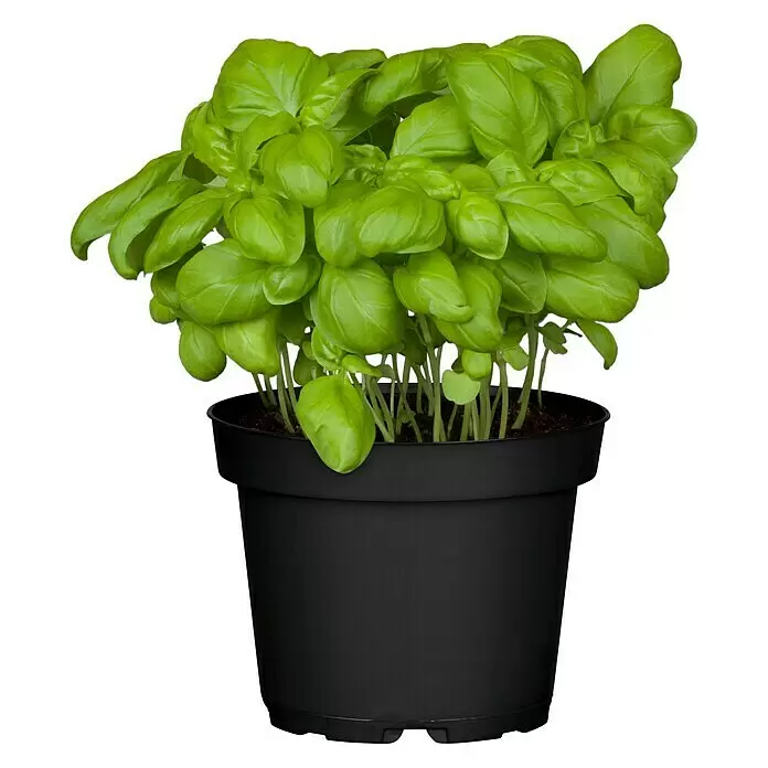 Piardino Basilikum großblättrig - Ocinum basilicum, Topfgröße: 10 cm - Vorderansicht