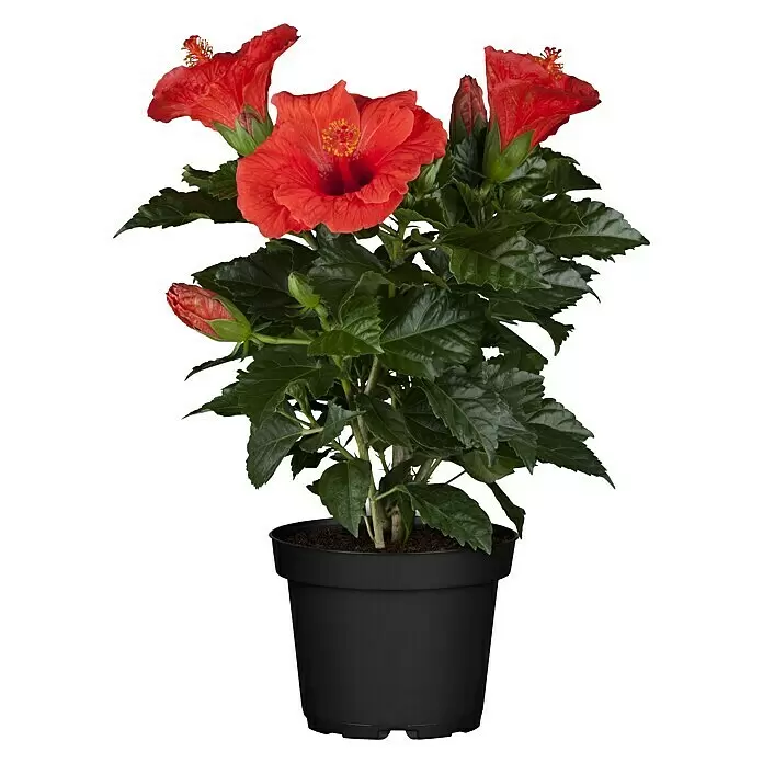 Piardino Garteneibisch - Hibiscus sinensis, Topfgröße: 13 cm, Rot - Vorderansicht