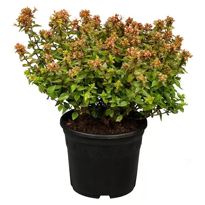 Piardino Großblütige Abelie - Abelia grandiflora in verschiedenen Sorten, Topfgröße: 21 cm - Vorderansicht