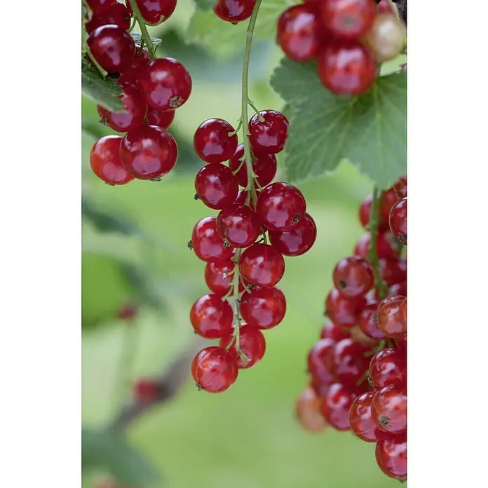 Piardino Rote Johannisbeere Jonkheer van Tets - Ribes rubrum, Erntezeit: Juni, Topfvolumen: 2 l - Nahaufnahme von leuchtend roten Johannisbeeren, die an einem Strauch hängen, perfekt für Marmelade oder Sommerdesserts.
